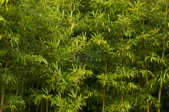 秋季竹林竹叶图片