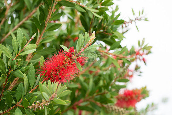 植物美花红千层图片