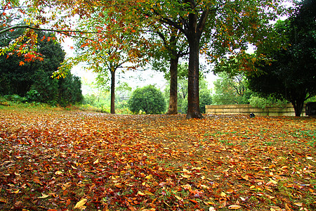 秋叶黄雨中的落叶背景