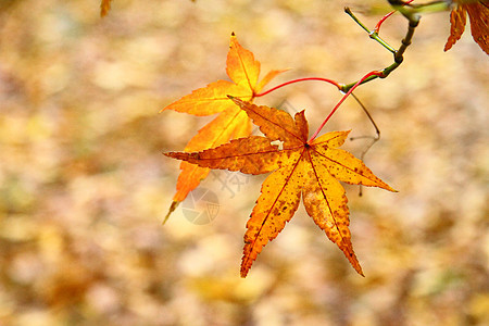 秋季黄叶图片