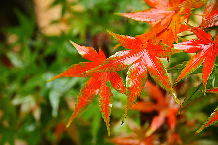 秋季公园红叶图片