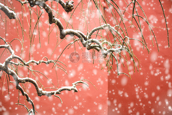 北京故宫红墙飘雪图片