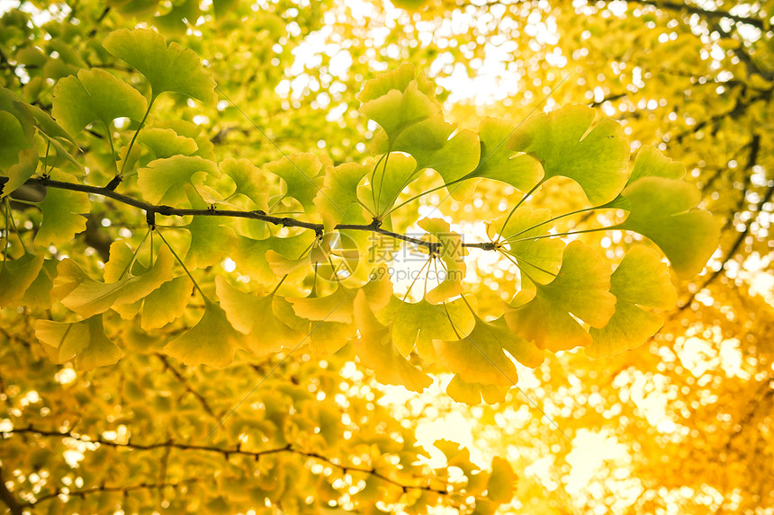 银杏叶背景素材图片