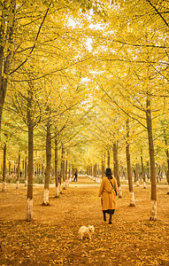 秋天树叶林中漫步背景