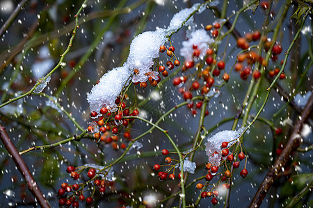 雪图片