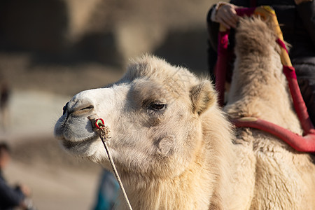 新疆白骆驼图片