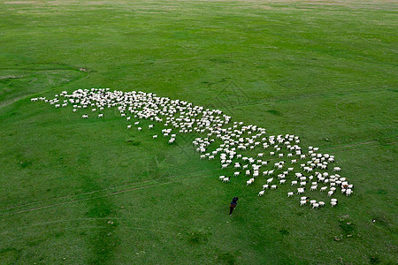 羊背景航拍新疆巴音布鲁克大草原牧羊人羊群背景