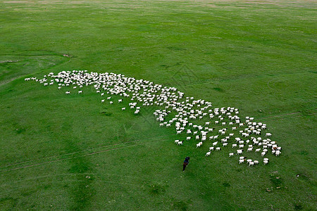 航拍新疆巴音布鲁克大草原牧羊人羊群图片