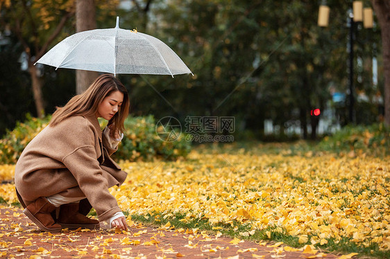 秋季雨天美女撑伞拾银杏叶图片