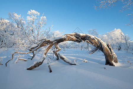 吉林龙湾群国家森林公园冰天雪地雾凇风光高清图片
