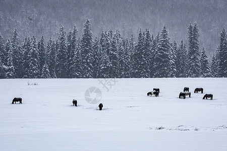 喀纳斯冬季新疆冬季喀纳斯雪景牲畜马匹松林风光旅游背景
