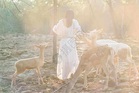 湖北荆门白鹿山庄阳光下和白鹿游戏玩耍的美女背景图片