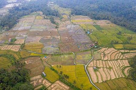 印尼巴厘岛梯田航拍背景