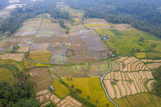 印尼巴厘岛梯田航拍图片