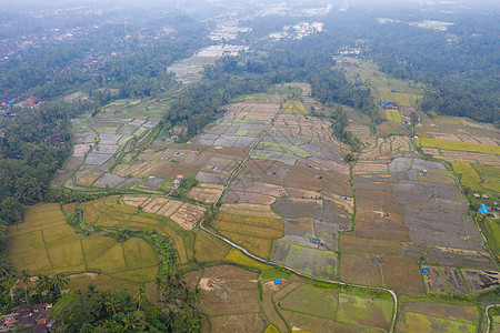 印尼巴厘岛梯田航拍背景