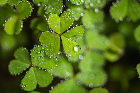 节气叶子上的雨滴背景