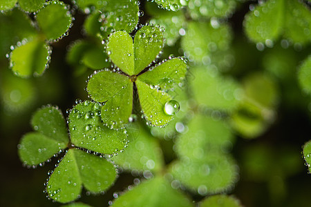 叶子上的雨滴背景图片