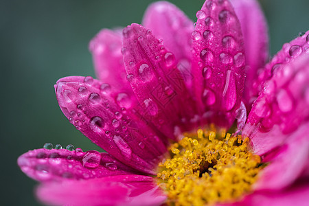 花瓣上的水滴图片