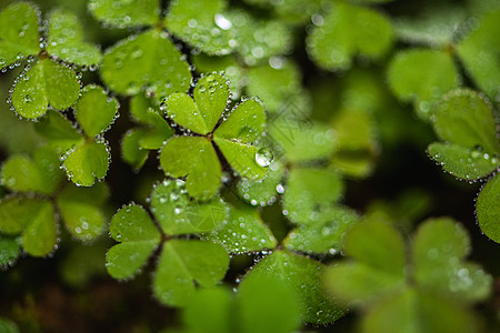 露水特写叶子上的雨滴背景