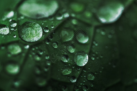 水滴绿叶图片