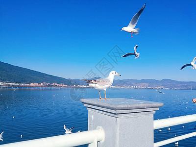 洱海海鸥冬季昆明滇池的红嘴鸥背景