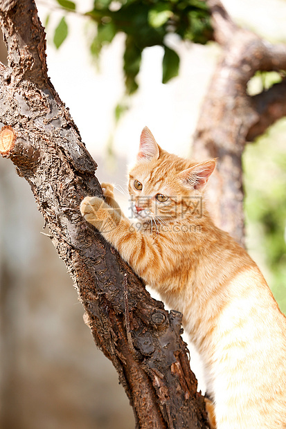 猫咪图片