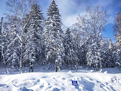 黑龙江雪乡森林背景