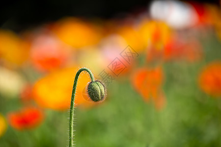 红色春字虎年装饰元素虞美人花苞背景