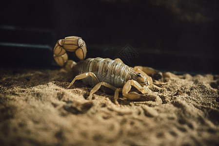 黄肥尾蝎图片