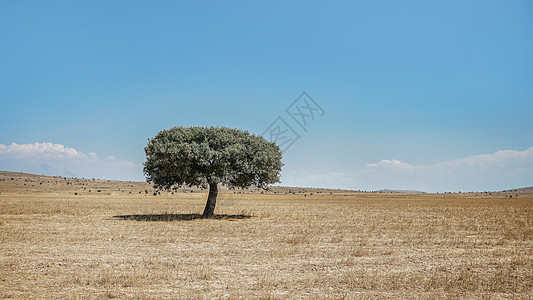 旷野中孤独的橄榄树图片