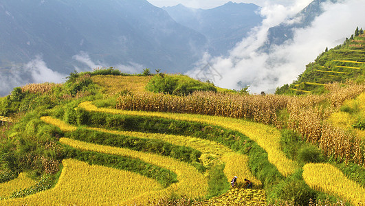 田园秋色秋色美背景