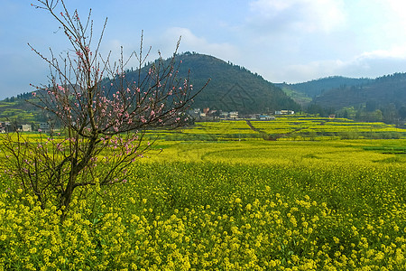 油菜花田图片