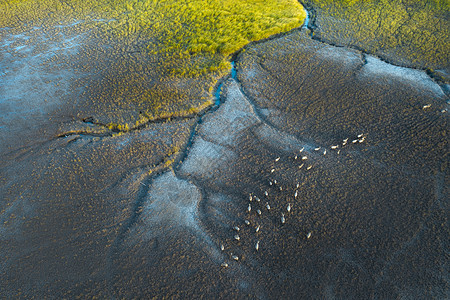 航拍世界遗产黄海湿地图片
