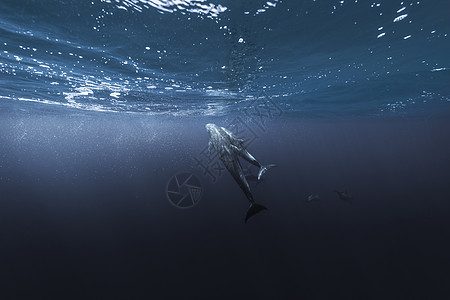 海底鱼素材海洋动物背景