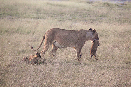 非洲肯尼亚安博塞利自然保护区狮子家族背景图片