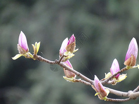春天含苞待放的玉兰花图片