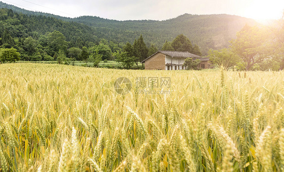 麦田中的房屋图片