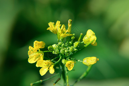 春天郊外的油菜花特写图片