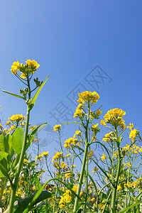 春天油菜花盛开图片