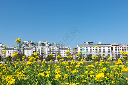 春天郊外的油菜花背景图片