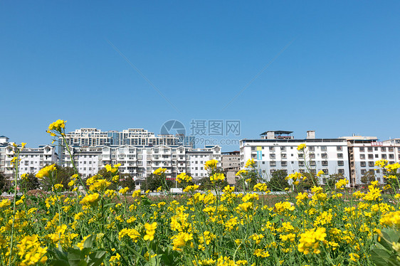 春天郊外的油菜花图片