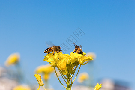 蜜蜂采蜜穿暖花开高清图片