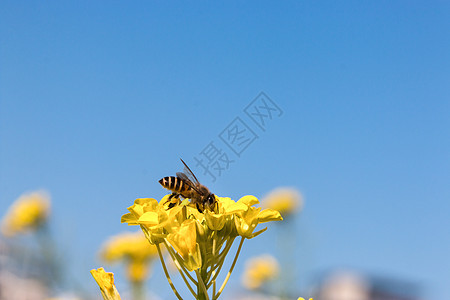 蜜蜂采蜜夏天油菜蜜高清图片