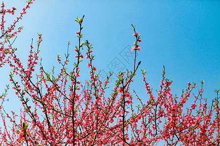 桃红色春天桃花盛开背景