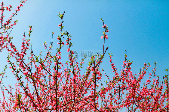 春天桃花盛开图片