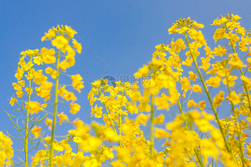 油菜花特写图片