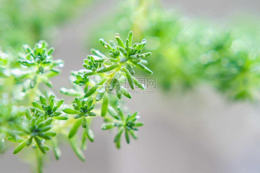 春雨小草雨水露珠图片