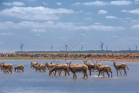 盐城黄海湿地精灵麋鹿图片