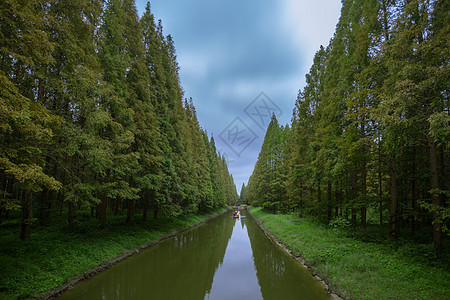 世界风景盐城保护区水上森林背景