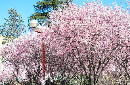 西班牙大学三月马德里康普顿斯大学樱花花丛背景